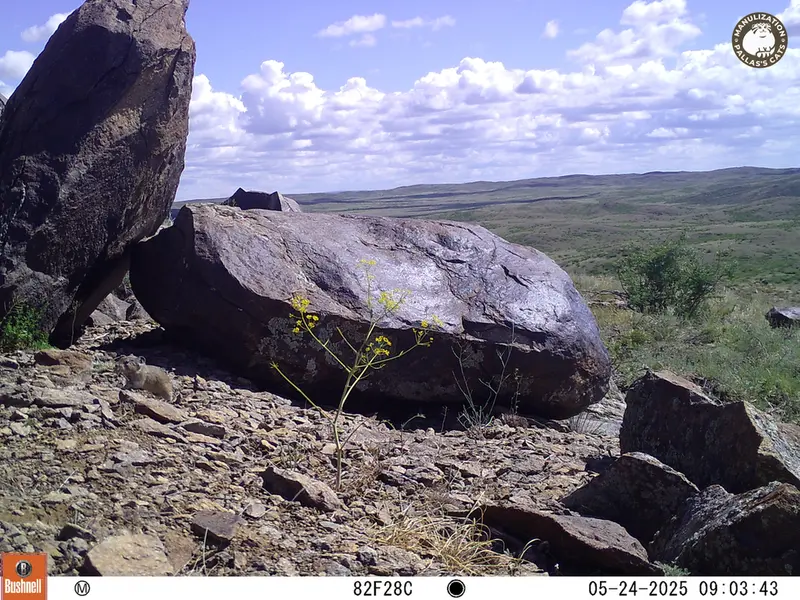 A photograph of Kazakh pika from Koshkar camera trap