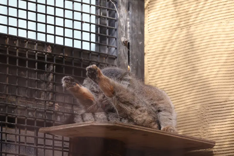 A photograph of a Pallas's cat