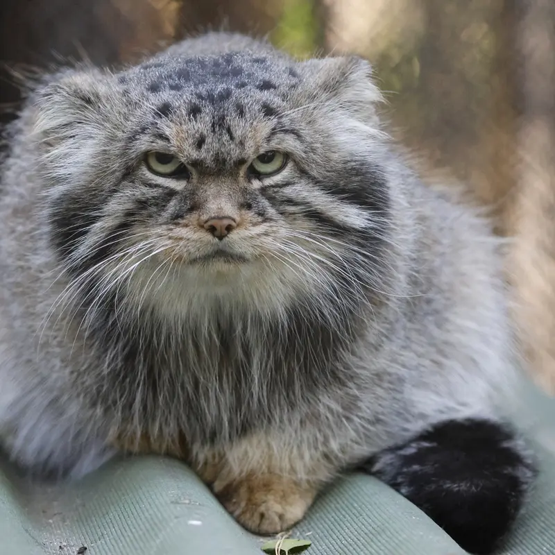 A photograph of George in Novosibirsk Zoo