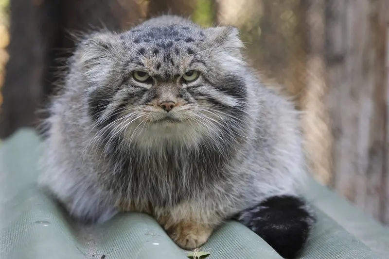 A photograph of George in Novosibirsk Zoo