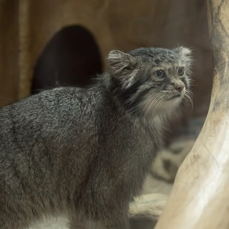 A photograph of Klyon in Ueno Zoological Gardens