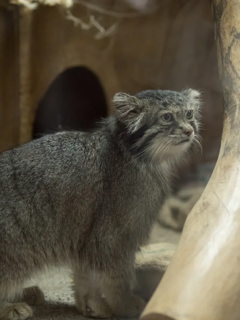 A photograph of Klyon in Ueno Zoological Gardens