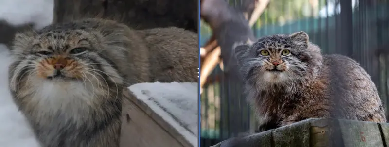 A photograph of a Pallas's cat