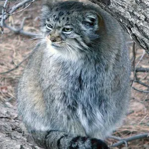 A photograph of Nadia in Cheyenne Mountain Zoo