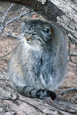 A photograph of Nadia in Cheyenne Mountain Zoo