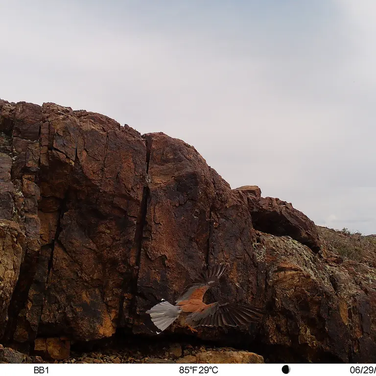 A photograph of Lesser kestrel from Aktas-Kunkora [new] camera trap