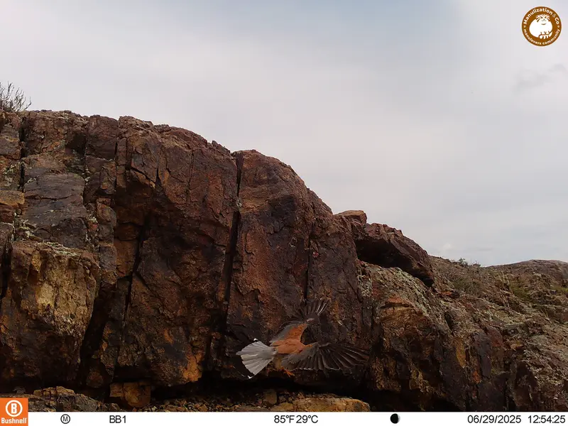 A photograph of Lesser kestrel from Aktas-Kunkora [new] camera trap