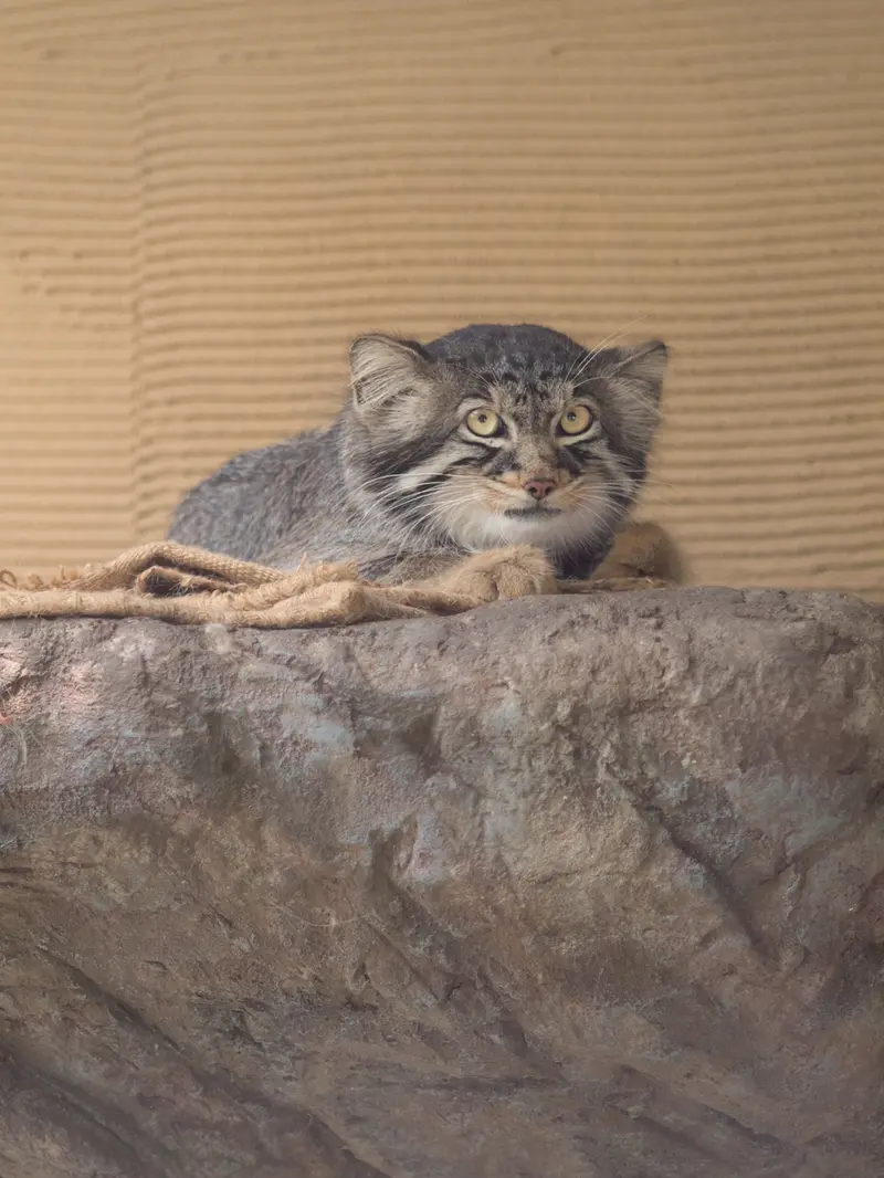 A photograph of Hide in Asahiyama Zoo