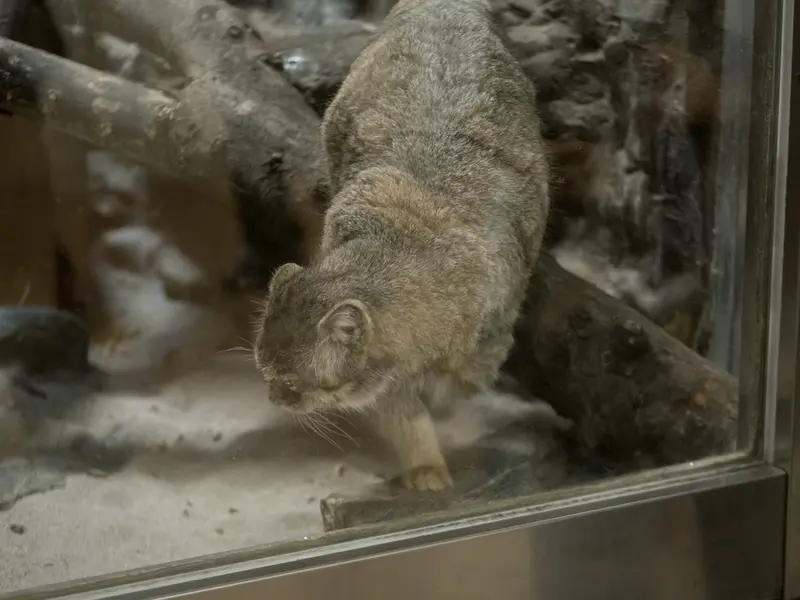A photograph of Primula in Ueno Zoological Gardens