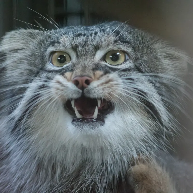 A photograph of Figa in Nogeyama Zoo