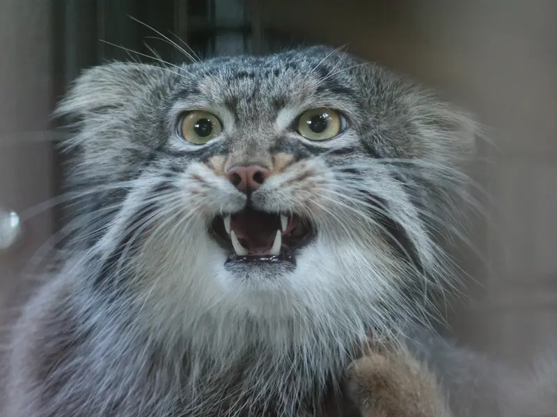 A photograph of Figa in Nogeyama Zoo
