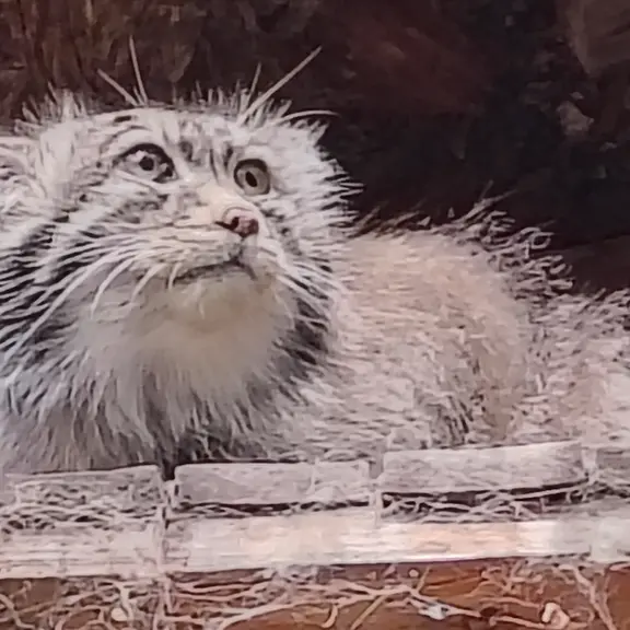 A photograph of Bohus in Budapest Zoo & Botanical Garden