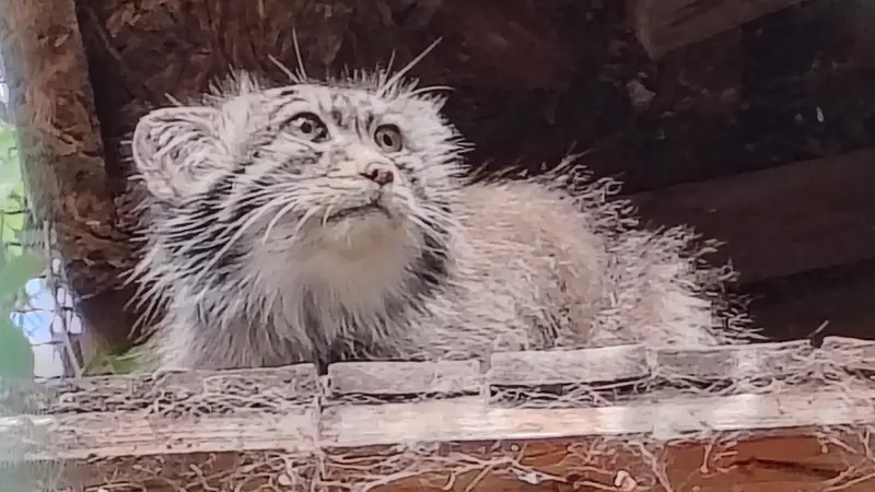 A photograph of Bohus in Budapest Zoo & Botanical Garden