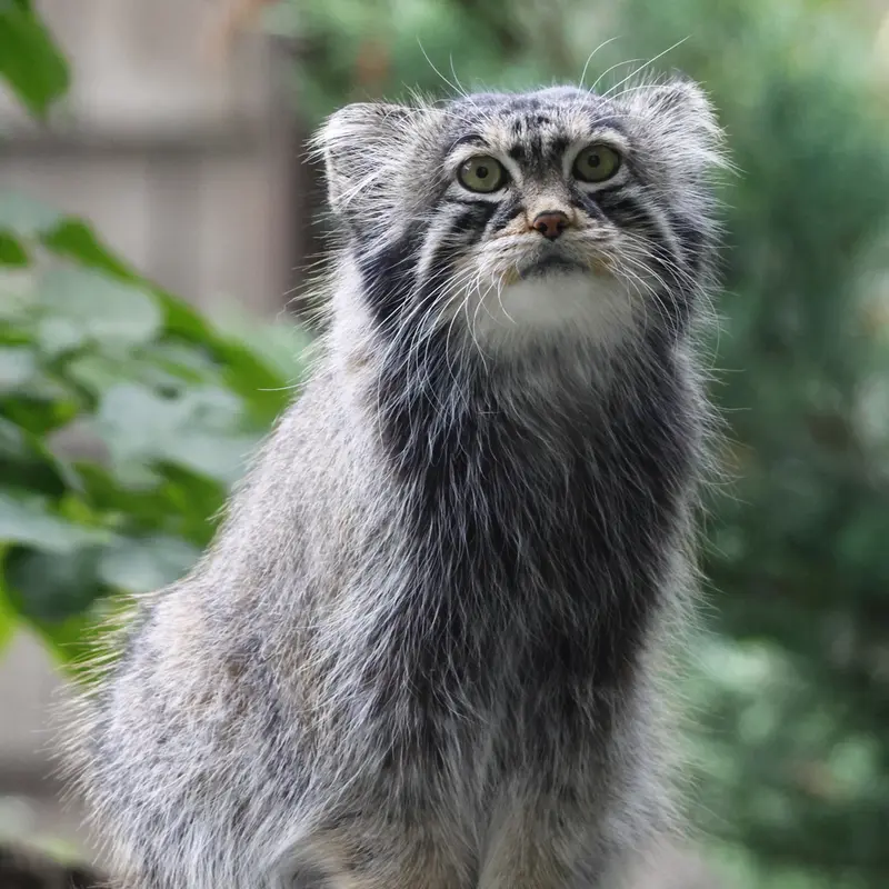 A photograph of a Pallas's cat