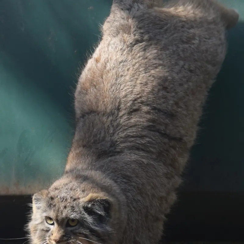 A photograph of Lucy in Budapest Zoo & Botanical Garden