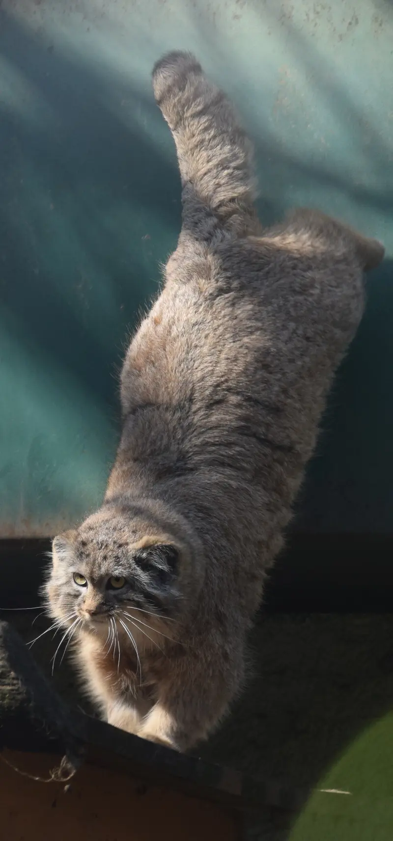 A photograph of Lucy in Budapest Zoo & Botanical Garden
