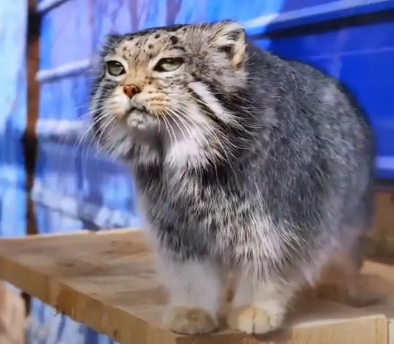 Who is this cat?!