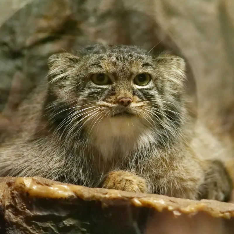 A photograph of Shafran in Ueno Zoological Gardens