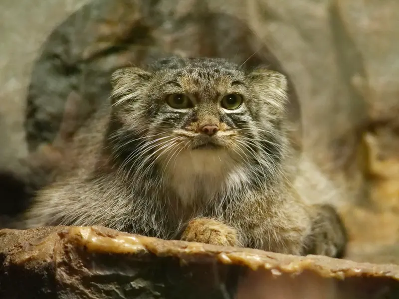 A photograph of Shafran in Ueno Zoological Gardens