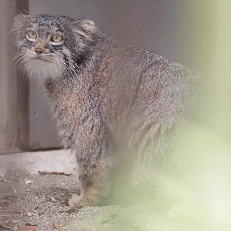 A photograph of Figa in Nogeyama Zoo