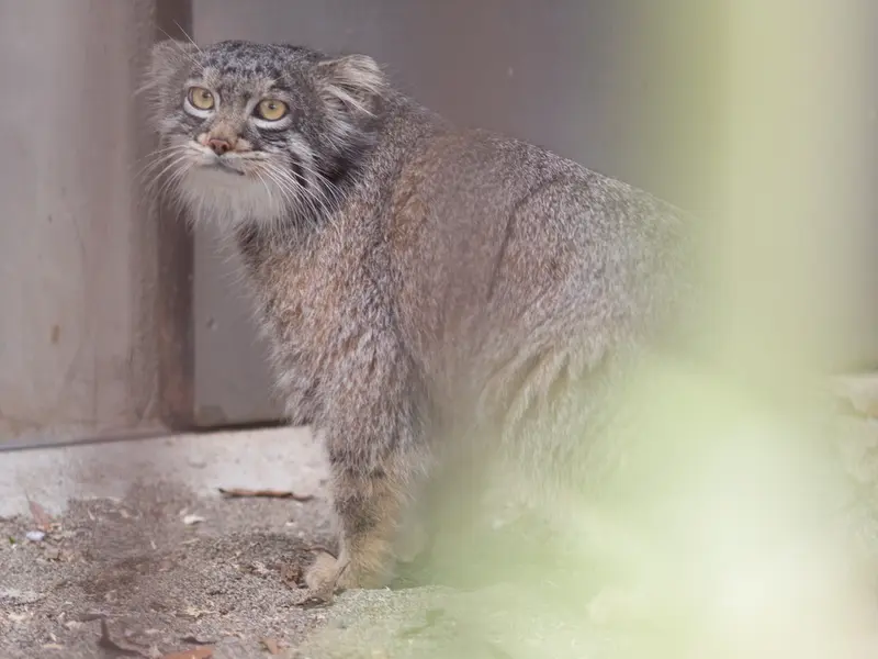 A photograph of Figa in Nogeyama Zoo
