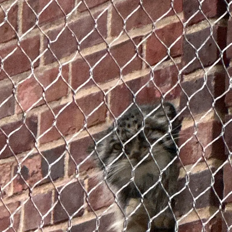 A photograph of a Pallas&#039;s cat in Prospect Park Zoo