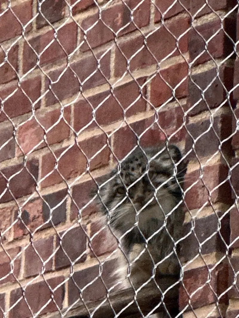 A photograph of a Pallas&#039;s cat in Prospect Park Zoo