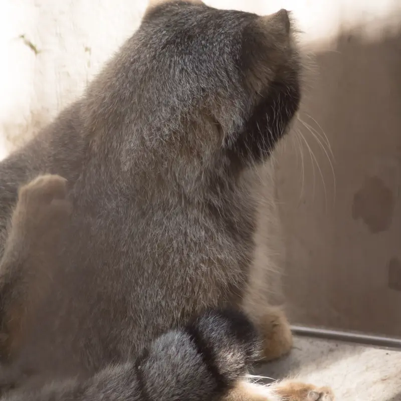 A photograph of Figa in Nogeyama Zoo