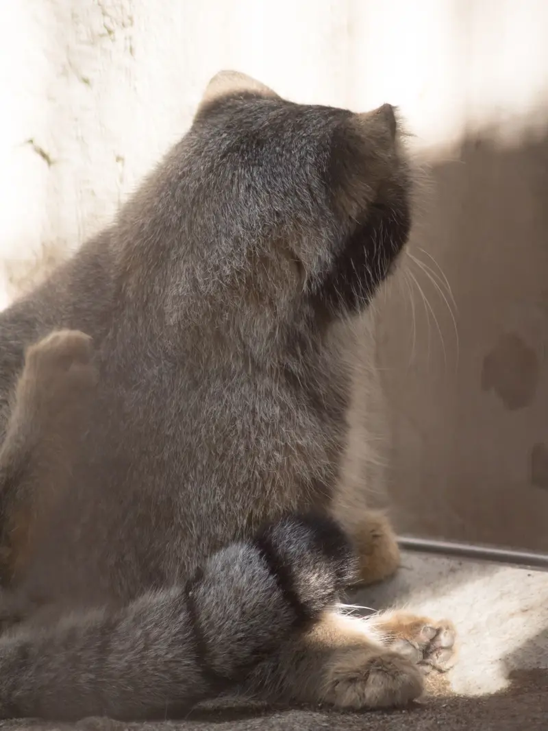 A photograph of Figa in Nogeyama Zoo