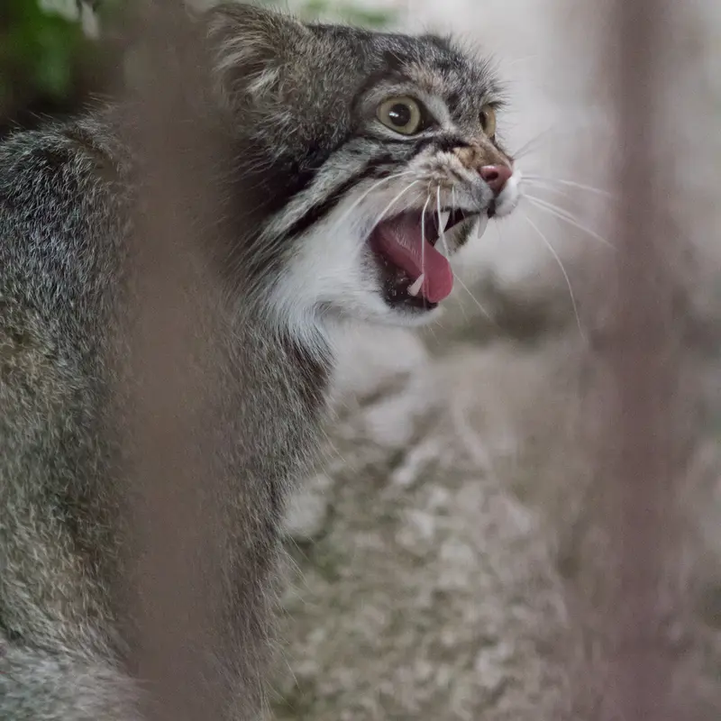 A photograph of Figa in Nogeyama Zoo