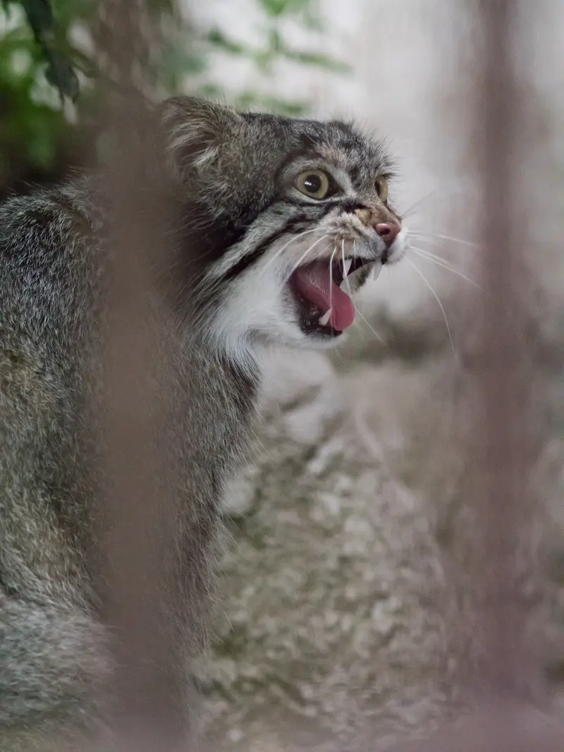 A photograph of Figa in Nogeyama Zoo