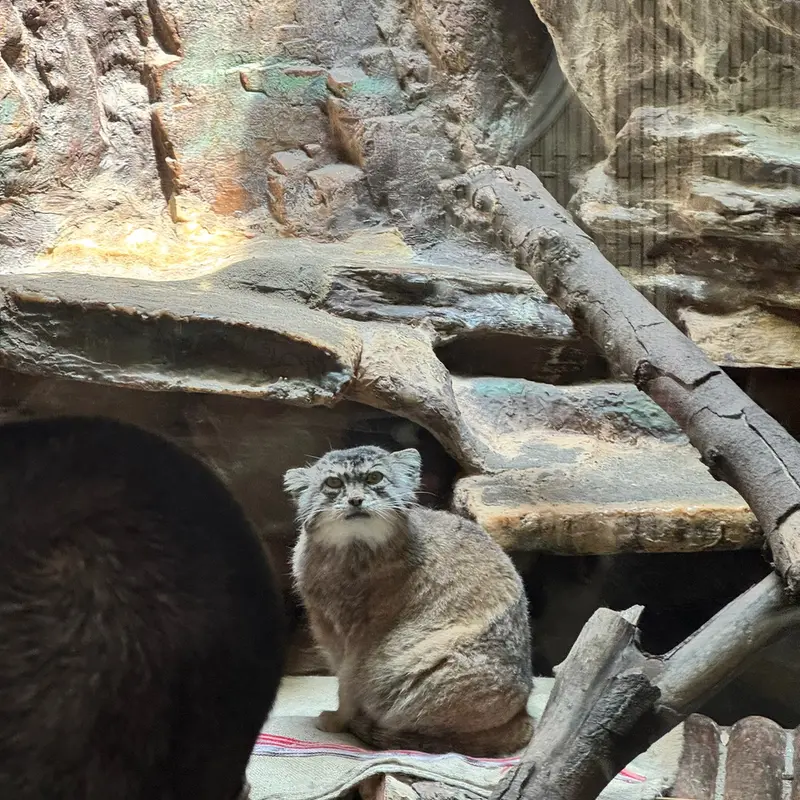 A photograph of a Pallas's cat in Ueno Zoological Gardens
