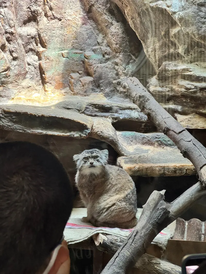 A photograph of a Pallas's cat in Ueno Zoological Gardens
