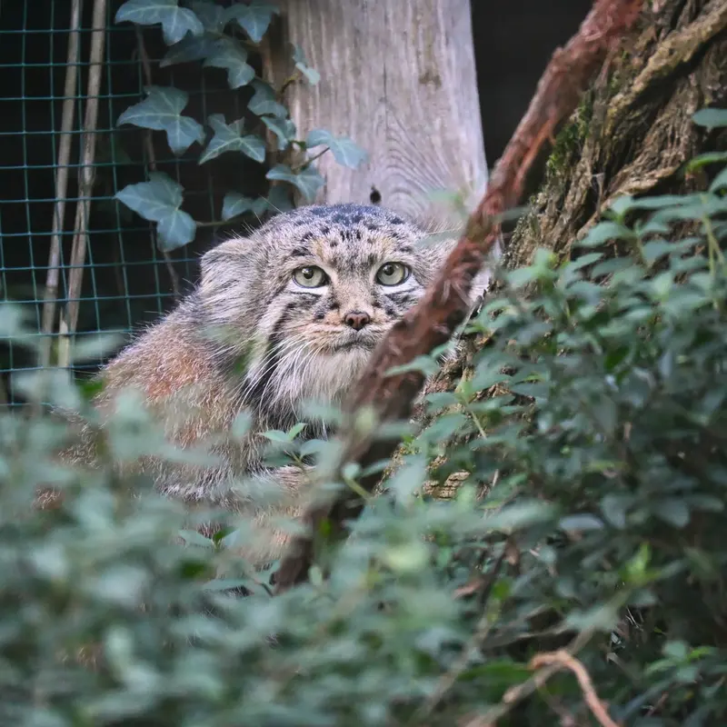 A photograph of Dersu in Dessau Zoo