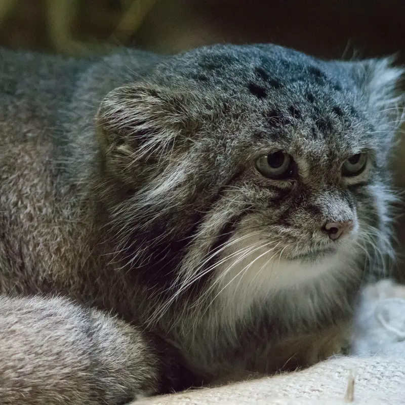 A photograph of Klyon in Ueno Zoological Gardens