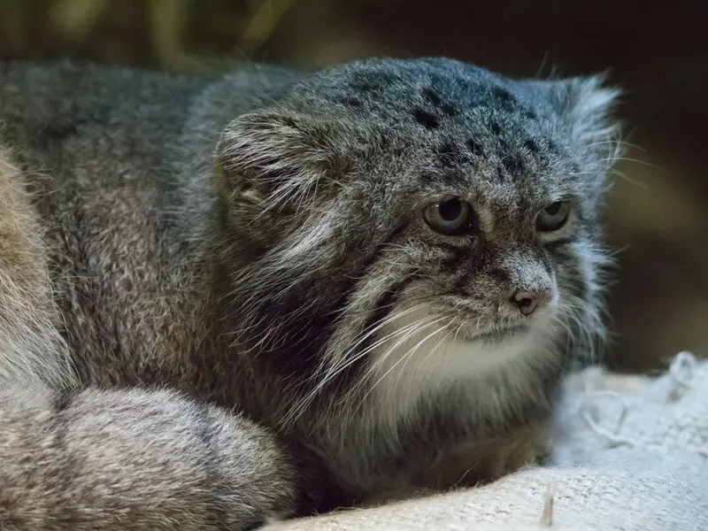A photograph of Klyon in Ueno Zoological Gardens