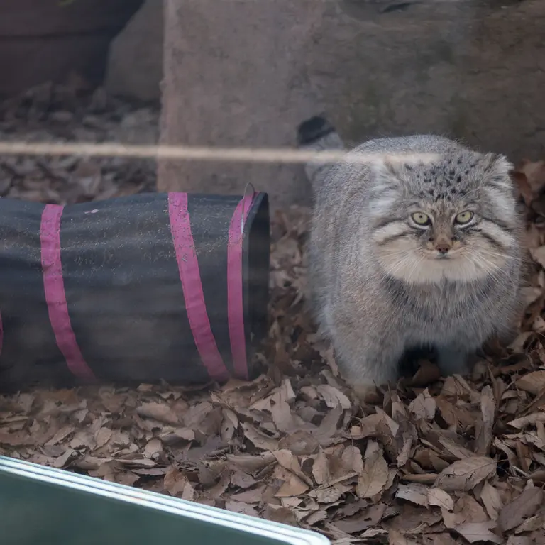 A photograph of Lotos in Saitama Children's Zoo