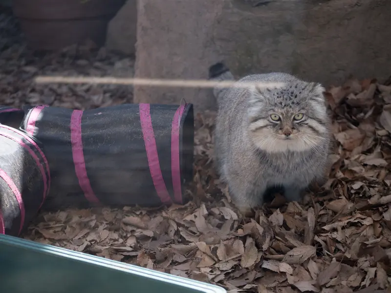 A photograph of Lotos in Saitama Children's Zoo