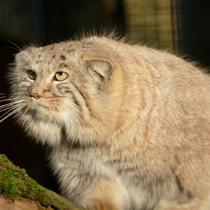 A photograph of Arthur in Neuwied Zoo