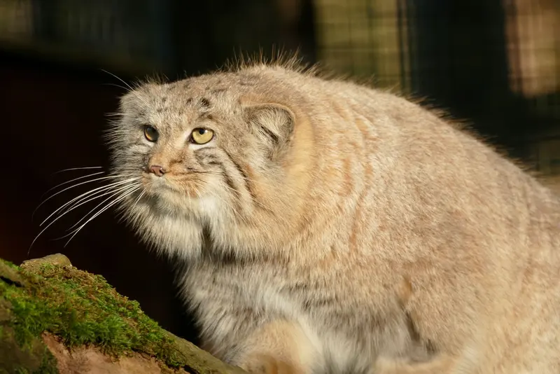 A photograph of Arthur in Neuwied Zoo