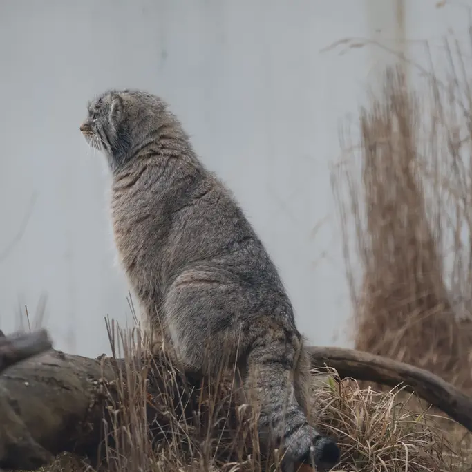 A photograph of Arkas in Korkeasaari Zoo