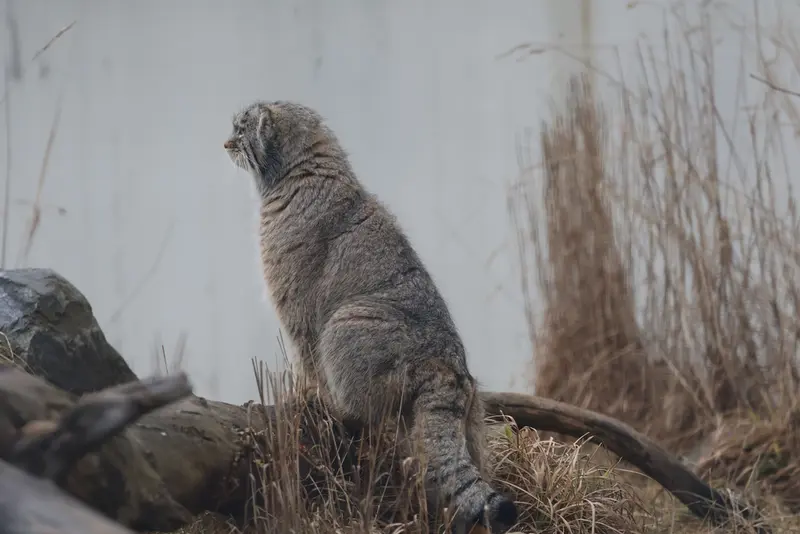 A photograph of Arkas in Korkeasaari Zoo