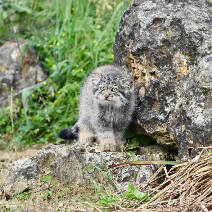 A photograph of a Pallas's cat in Port Lympne Wild Animal Park