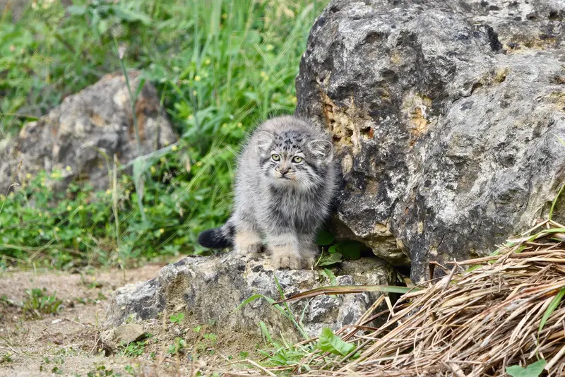 A photograph of a Pallas's cat in Port Lympne Wild Animal Park