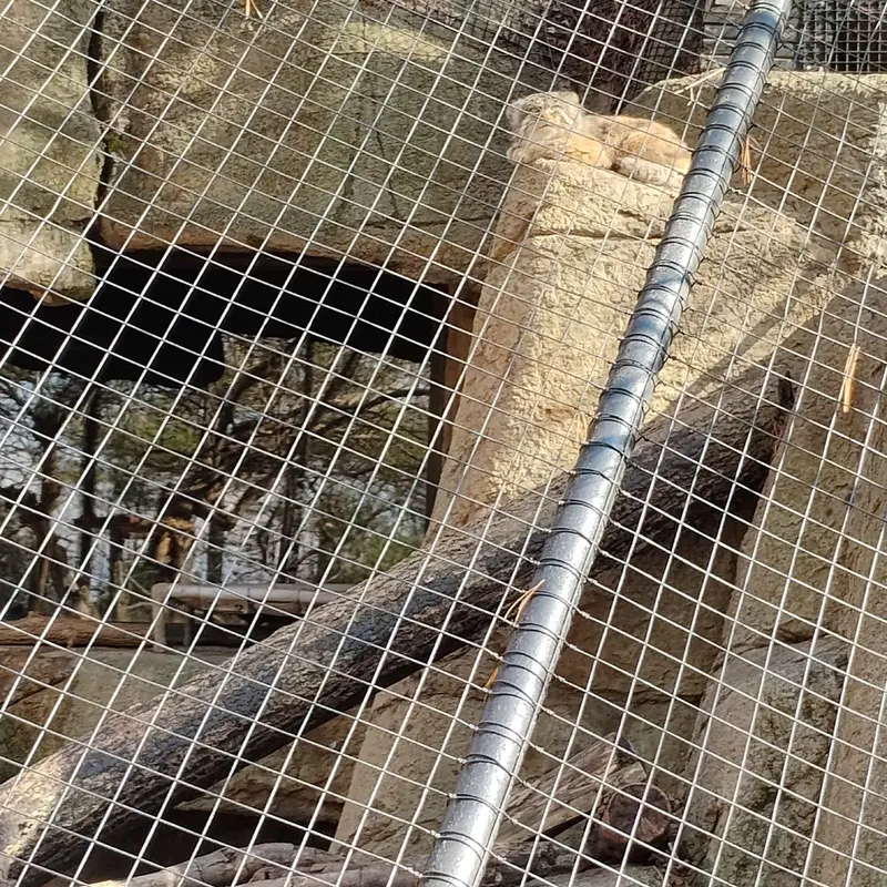 A photograph of Mushu in Cincinnati Zoo