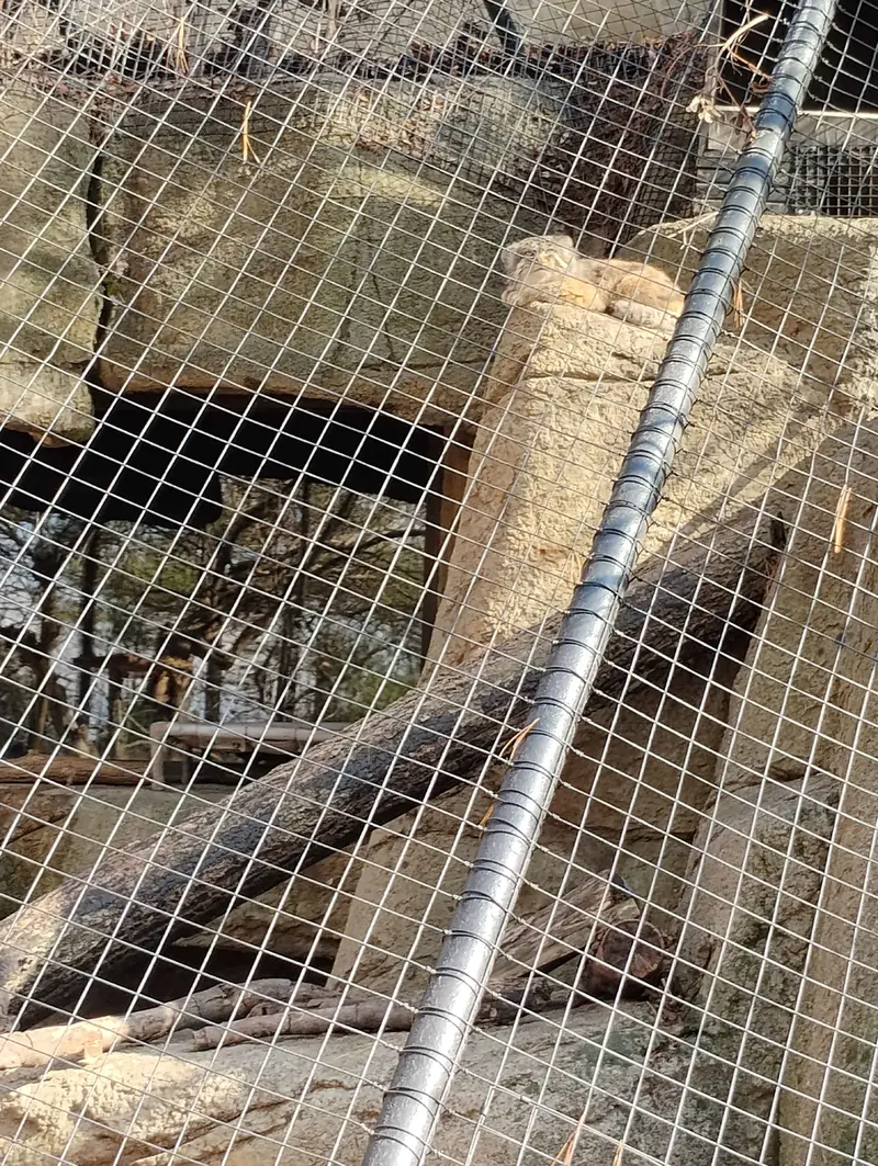 A photograph of Mushu in Cincinnati Zoo