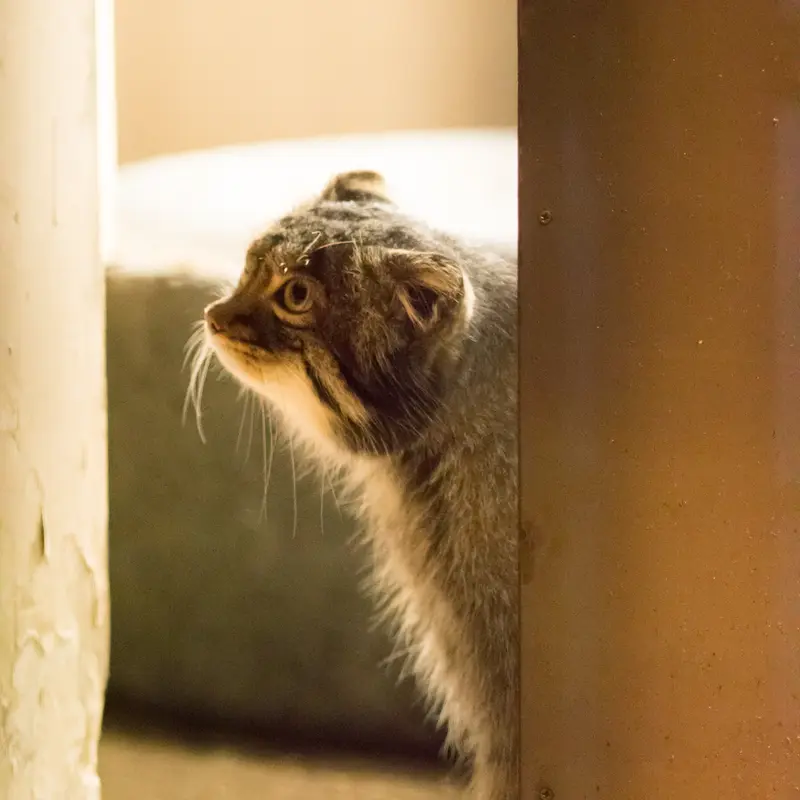 A photograph of Figa in Nogeyama Zoo
