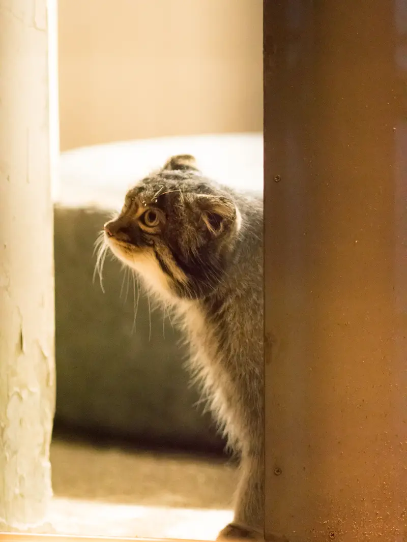 A photograph of Figa in Nogeyama Zoo