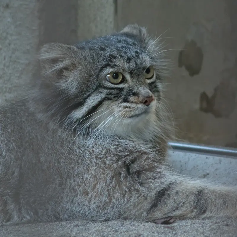 A photograph of Figa in Nogeyama Zoo