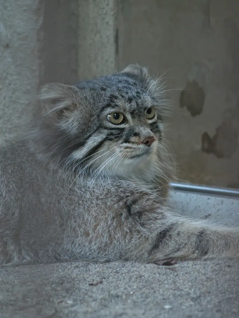 A photograph of Figa in Nogeyama Zoo